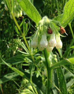 Fotografia 9 da espécie Symphytum tuberosum subesp. tuberosum no Jardim Botânico UTAD