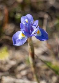 Fotografia da espécie Moraea sisyrinchium