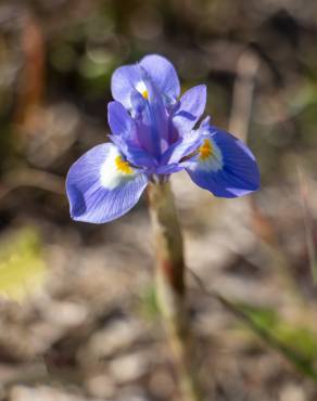 Fotografia 12 da espécie Moraea sisyrinchium no Jardim Botânico UTAD