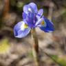 Fotografia 12 da espécie Moraea sisyrinchium do Jardim Botânico UTAD