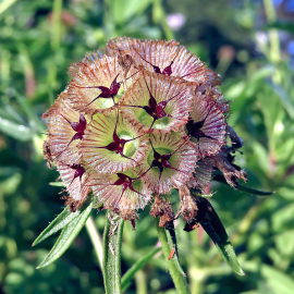 Fotografia da espécie Scabiosa stellata subesp. simplex