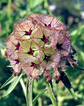 Fotografia 1 da espécie Scabiosa stellata subesp. simplex no Jardim Botânico UTAD