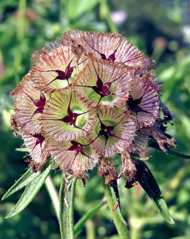 Fotografia de capa Scabiosa stellata subesp. simplex - do Jardim Botânico