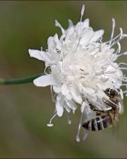 Fotografia da espécie Cephalaria leucantha