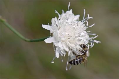 Fotografia da espécie Cephalaria leucantha