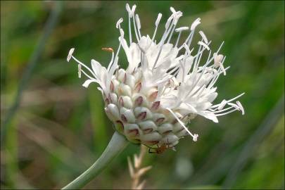 Fotografia da espécie Cephalaria leucantha