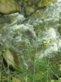 Fotografia da espécie Cephalaria leucantha