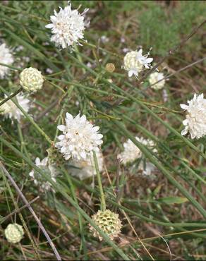 Fotografia 4 da espécie Cephalaria leucantha no Jardim Botânico UTAD