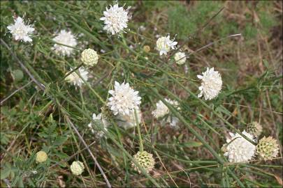 Fotografia da espécie Cephalaria leucantha