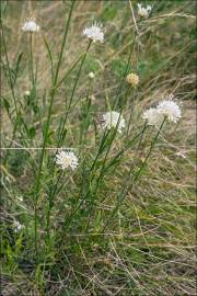 Fotografia da espécie Cephalaria leucantha