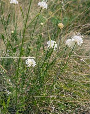 Fotografia 5 da espécie Cephalaria leucantha no Jardim Botânico UTAD