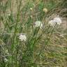 Fotografia 5 da espécie Cephalaria leucantha do Jardim Botânico UTAD