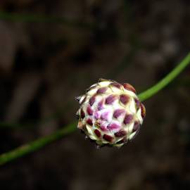 Fotografia da espécie Cephalaria leucantha