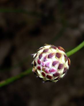Fotografia 6 da espécie Cephalaria leucantha no Jardim Botânico UTAD