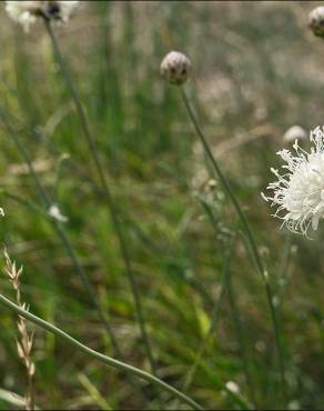 Fotografia 7 da espécie Cephalaria leucantha no Jardim Botânico UTAD