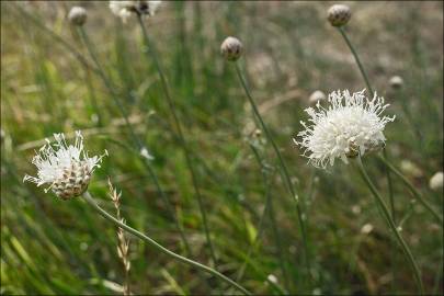 Fotografia da espécie Cephalaria leucantha