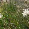 Fotografia 7 da espécie Cephalaria leucantha do Jardim Botânico UTAD