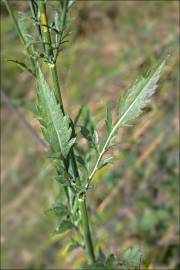 Fotografia da espécie Cephalaria leucantha