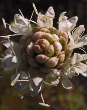 Fotografia 9 da espécie Cephalaria leucantha no Jardim Botânico UTAD