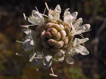 Fotografia da espécie Cephalaria leucantha