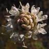 Fotografia 9 da espécie Cephalaria leucantha do Jardim Botânico UTAD