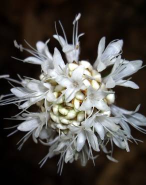 Fotografia 10 da espécie Cephalaria leucantha no Jardim Botânico UTAD