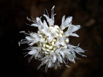 Fotografia da espécie Cephalaria leucantha