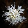 Fotografia 10 da espécie Cephalaria leucantha do Jardim Botânico UTAD
