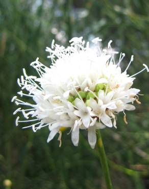 Fotografia 11 da espécie Cephalaria leucantha no Jardim Botânico UTAD