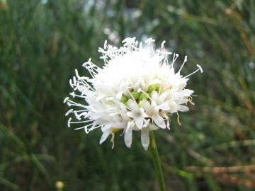 Fotografia da espécie Cephalaria leucantha