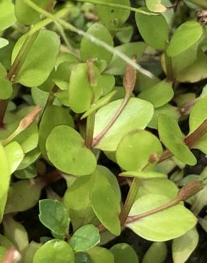 Fotografia 1 da espécie Lindernia procumbens no Jardim Botânico UTAD