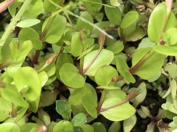 Fotografia da espécie Lindernia procumbens