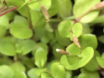 Fotografia da espécie Lindernia procumbens