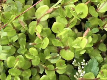 Fotografia da espécie Lindernia procumbens