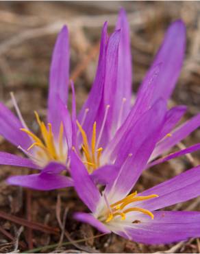 Fotografia 1 da espécie Merendera filifolia no Jardim Botânico UTAD