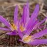 Fotografia 1 da espécie Merendera filifolia do Jardim Botânico UTAD