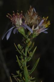 Fotografia da espécie Galatella sedifolia