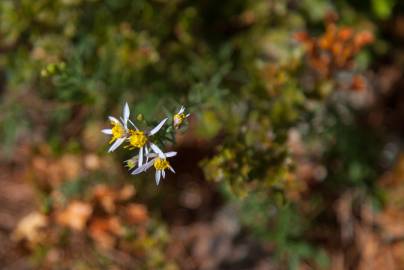 Fotografia da espécie Galatella sedifolia