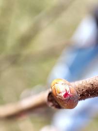 Fotografia da espécie Corylus avellana