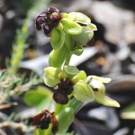 Fotografia da espécie Ophrys bombyliflora