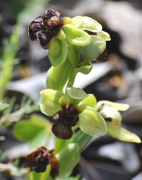 Fotografia 17 da espécie Ophrys bombyliflora no Jardim Botânico UTAD