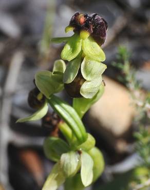 Fotografia 18 da espécie Ophrys bombyliflora no Jardim Botânico UTAD