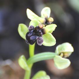 Fotografia da espécie Ophrys bombyliflora