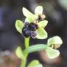 Fotografia 19 da espécie Ophrys bombyliflora do Jardim Botânico UTAD
