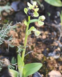 Fotografia da espécie Ophrys bombyliflora
