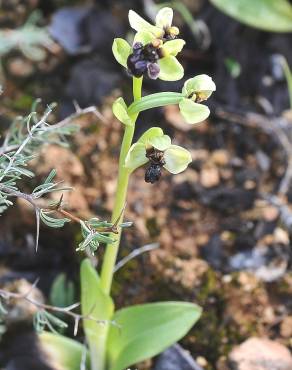 Fotografia 20 da espécie Ophrys bombyliflora no Jardim Botânico UTAD