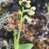 Fotografia 20 da espécie Ophrys bombyliflora do Jardim Botânico UTAD
