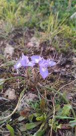 Fotografia da espécie Moraea sisyrinchium