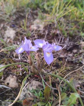 Fotografia 13 da espécie Moraea sisyrinchium no Jardim Botânico UTAD