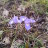 Fotografia 13 da espécie Moraea sisyrinchium do Jardim Botânico UTAD